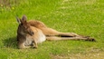 A kangaroo lying on grass.