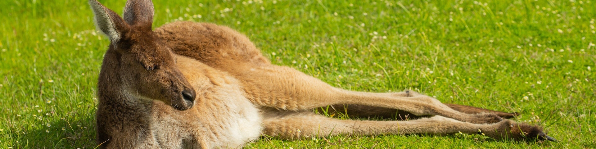 Un canguro descansando sobre la hierba.
