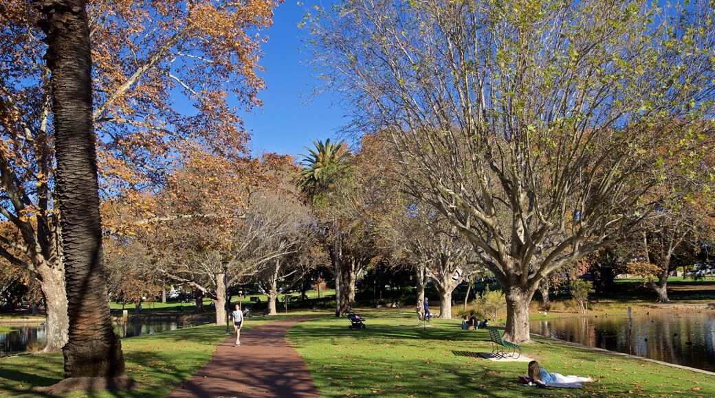Hyde Park showing a park and a pond