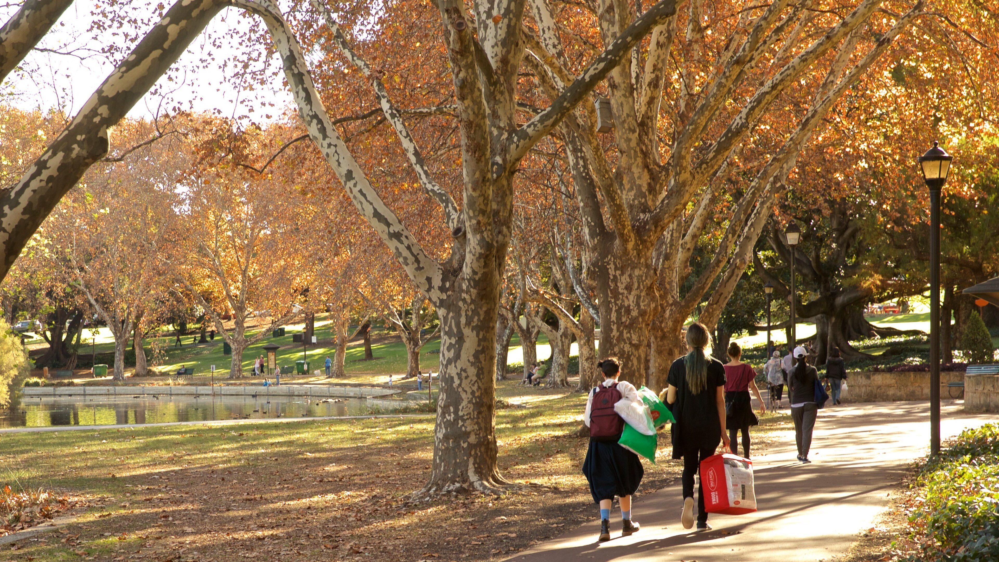 Hyde Park showing autumn leaves and a park as well as a couple