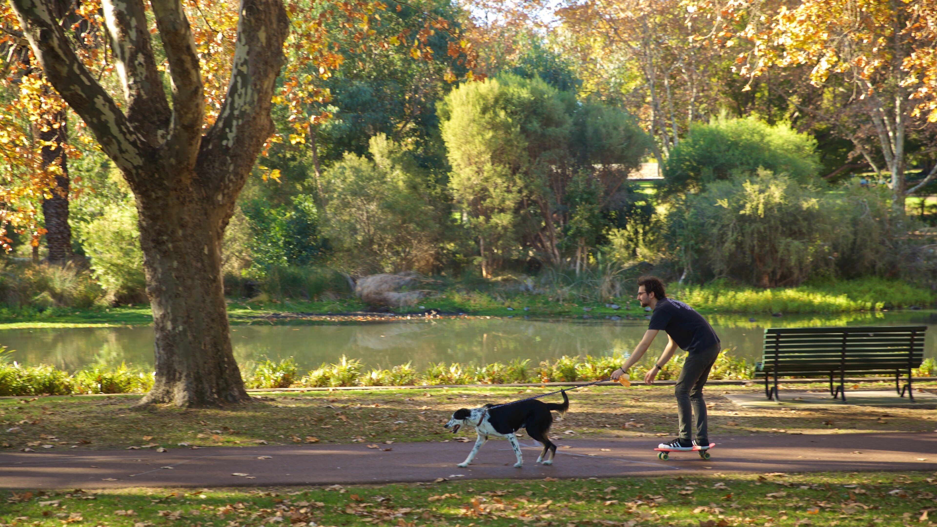 Hyde Park which includes a park, cuddly or friendly animals and a pond