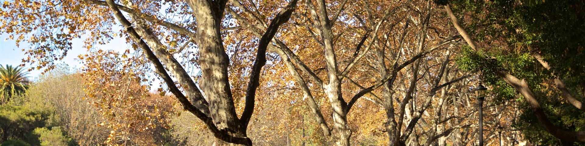 Hyde Park which includes a pond, a park and fall colors