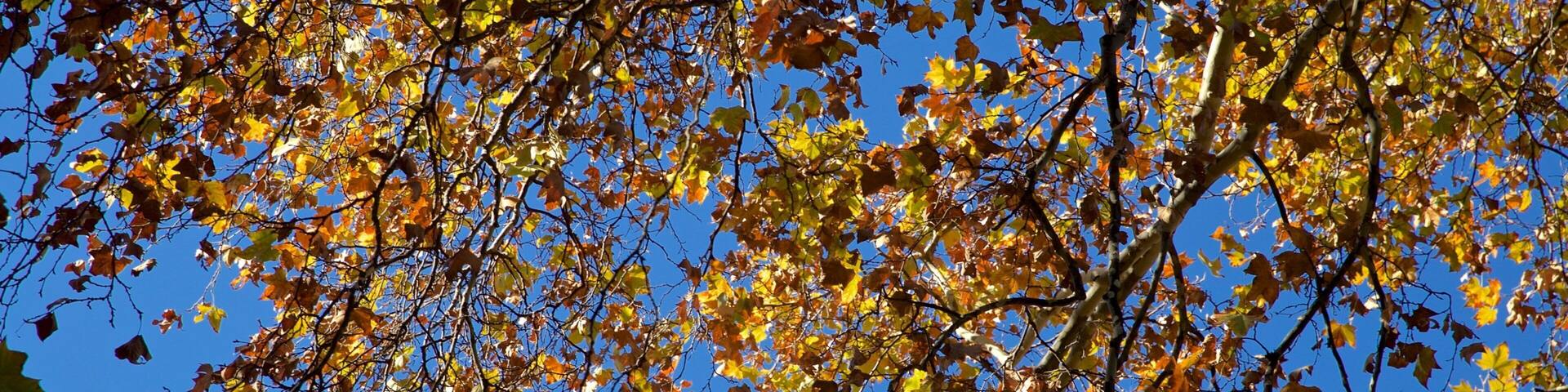 Hyde Park showing fall colors