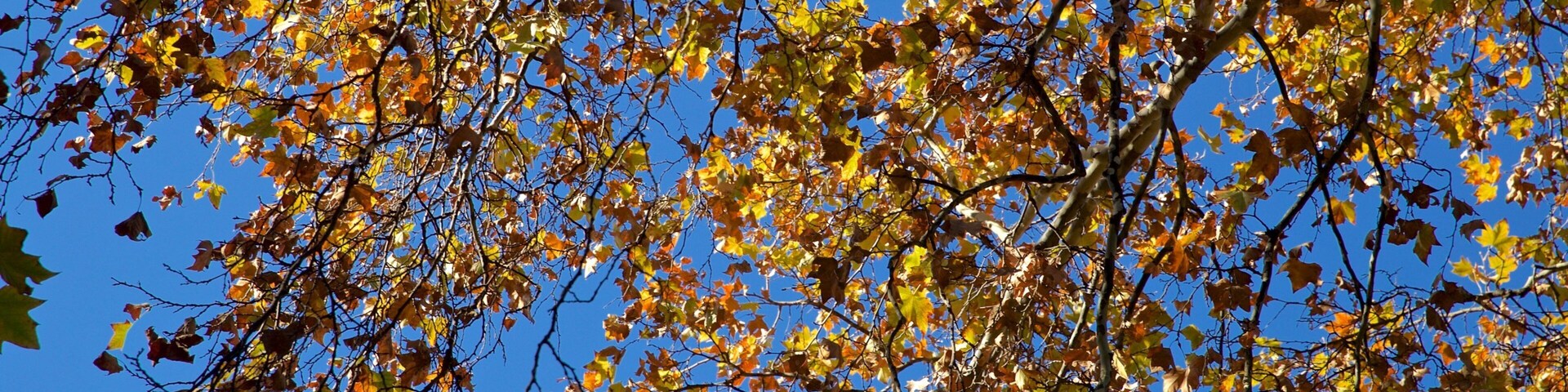 Hyde Park showing fall colors