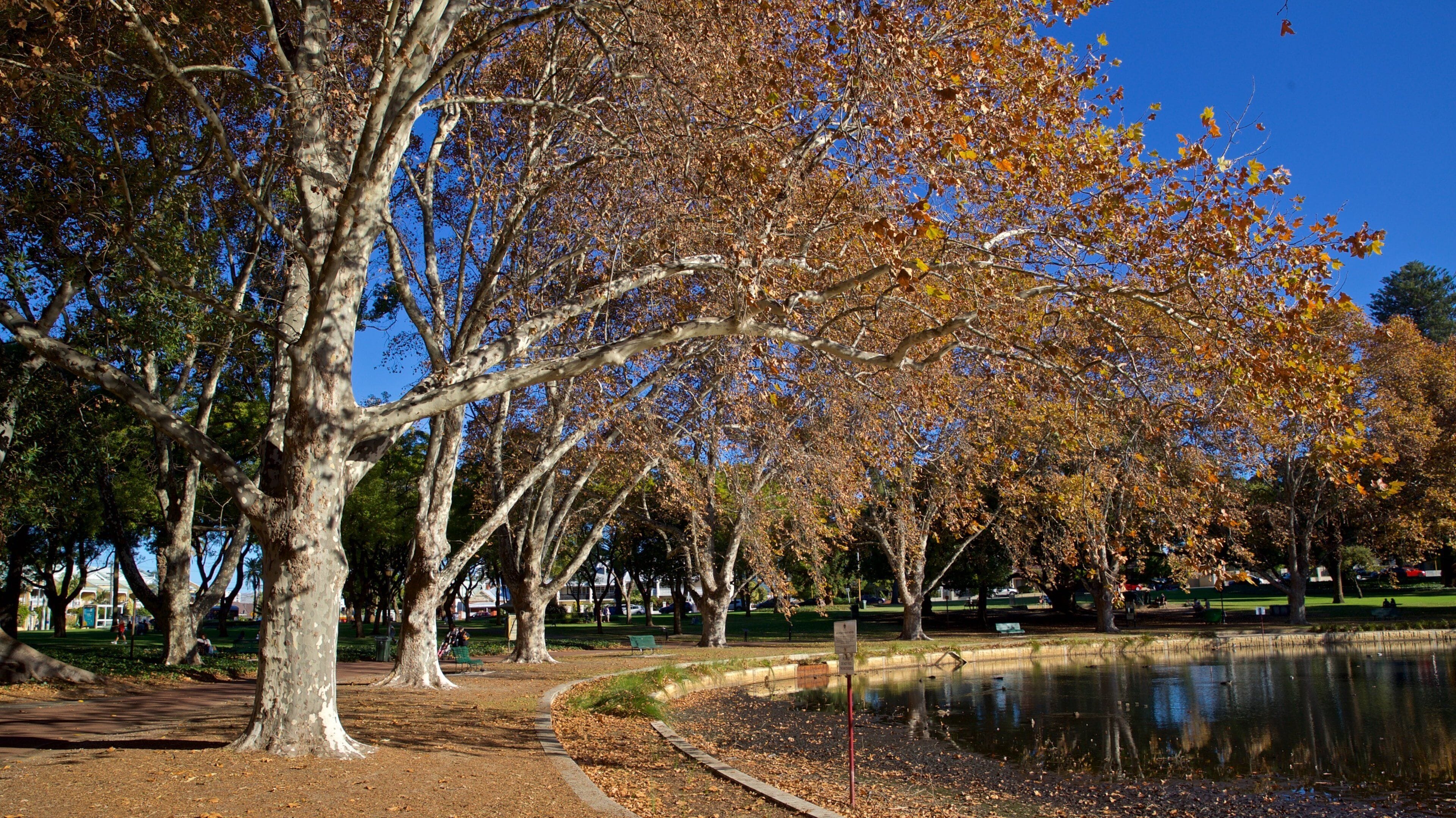 Hyde Park featuring a pond, autumn leaves and a park