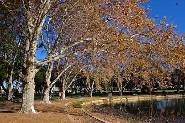 Hyde Park featuring a pond, autumn leaves and a park