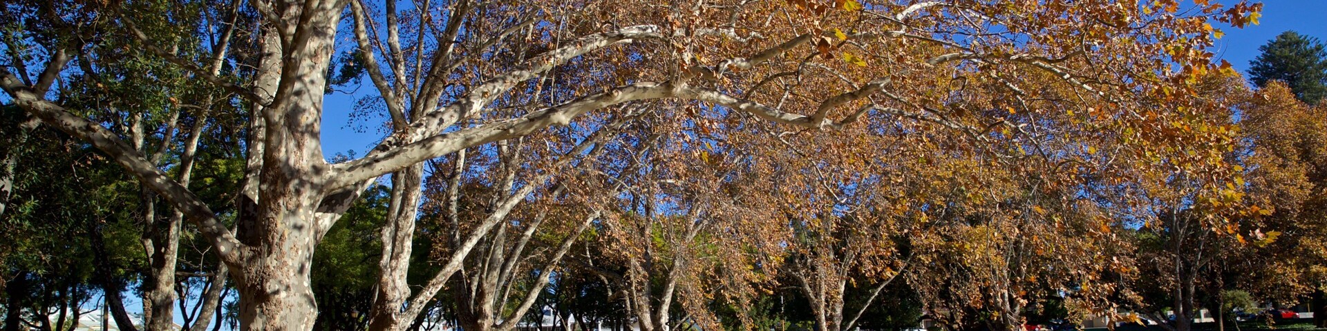 Hyde Park featuring a pond, autumn leaves and a park