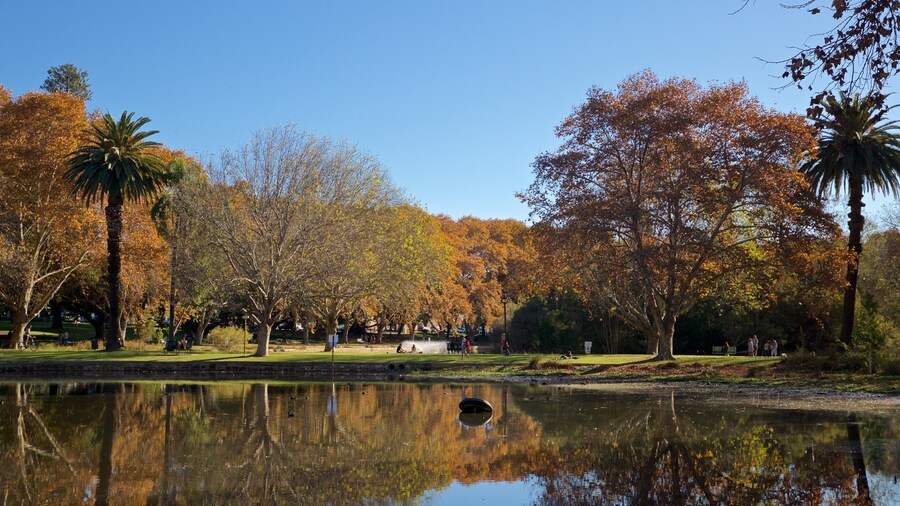 Hyde Park showing a pond, a park and autumn leaves