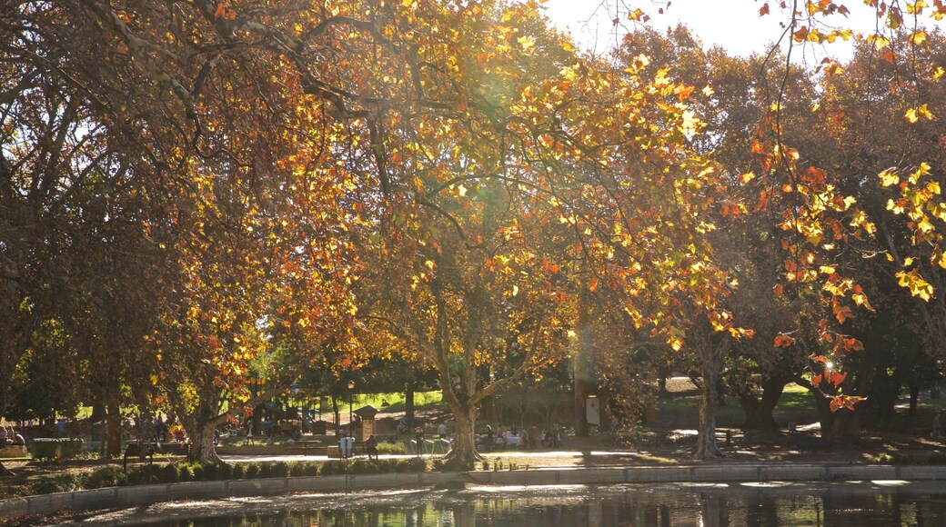 Hyde Park which includes a park, a pond and autumn leaves