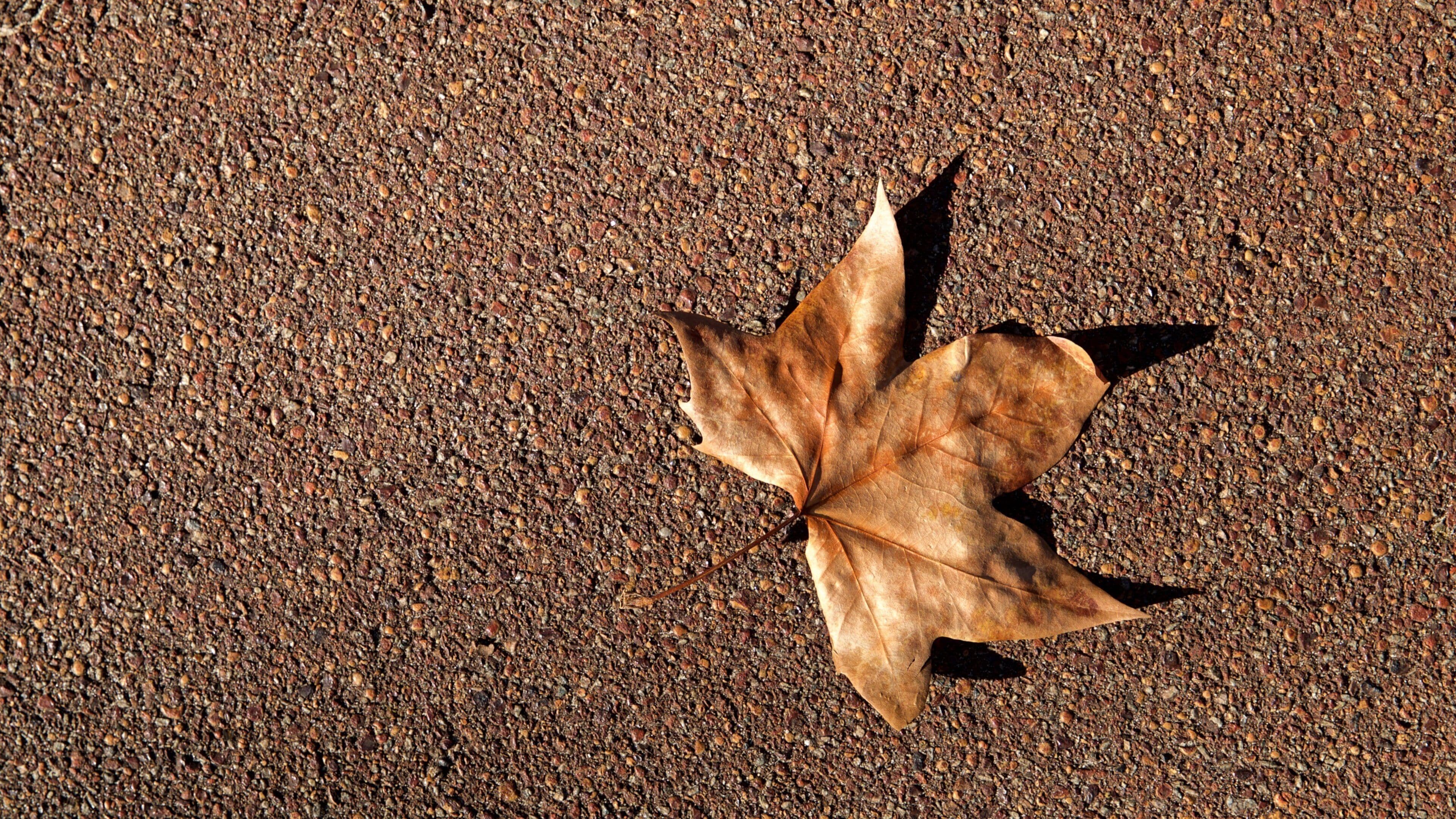 Hyde Park which includes fall colors