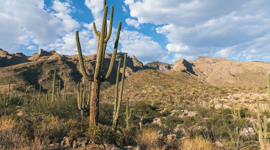 Een woestijnlandschap met hoge cactussen en rotsachtige bergen, onder een licht bewolkte hemel.