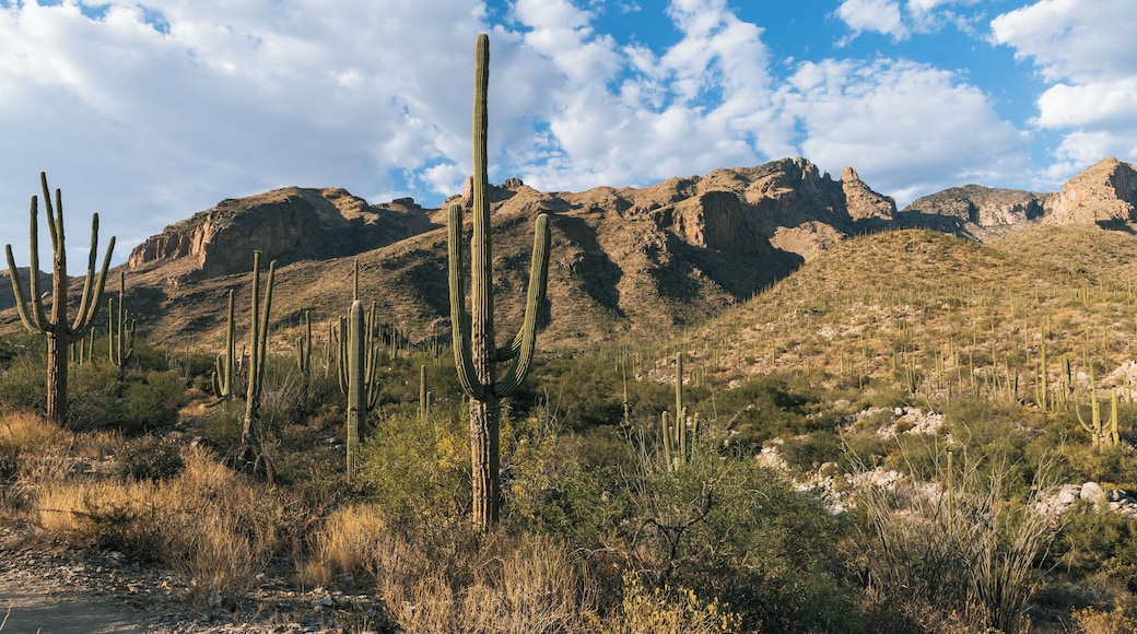 Een woestijnlandschap met hoge cactussen en rotsachtige bergen, onder een lichtbewolkte lucht.