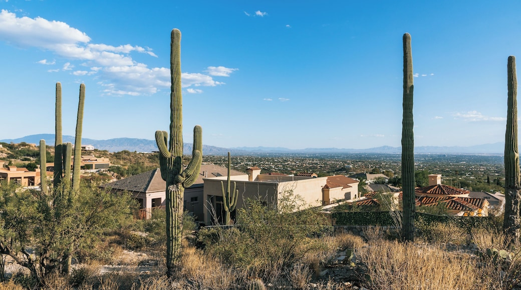 Woestijnlandschap met hoge cactussen en een vergezicht op een plaats met gebouwen en bergen.