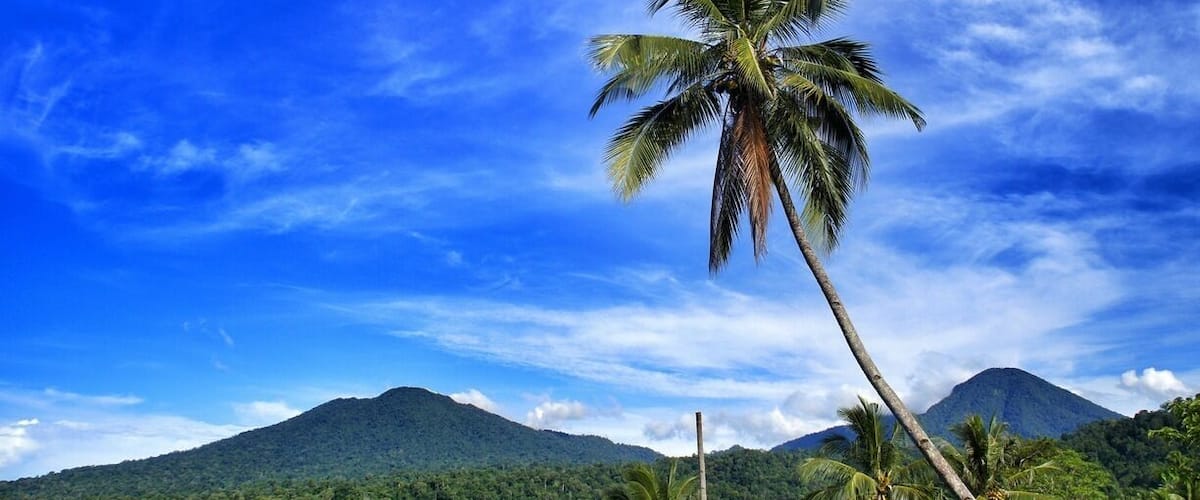 A palm tree against a clear blue sky with a mountain in the background.