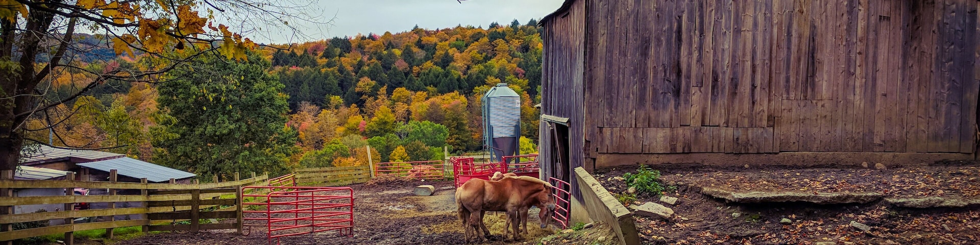 For maple syrup 🥞and cheese 🧀.