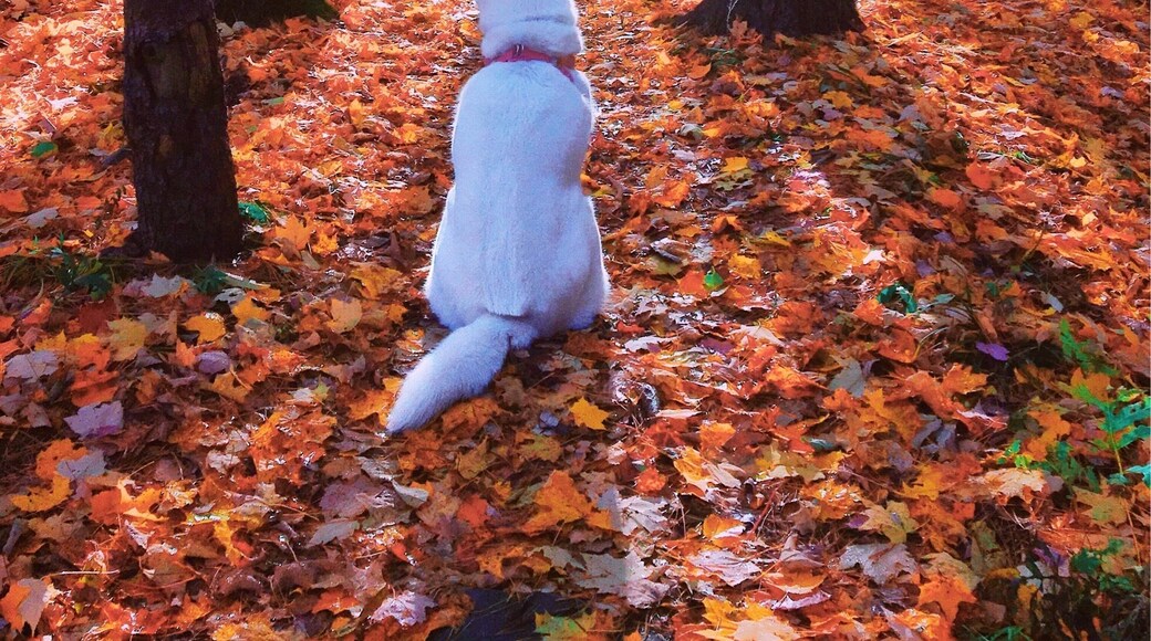 AUTUMN || carries more gold in its pocket than all the other seasons #FallSeason #AutumnSeason #Fall #Autumn #Greatoutdoors #colorful #pets #newengland #travel #expedian #fallfoliage