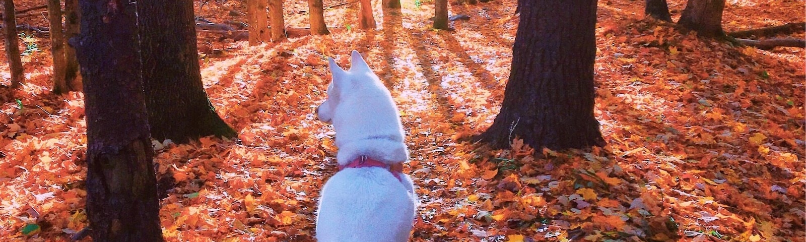 AUTUMN || carries more gold in its pocket than all the other seasons #FallSeason #AutumnSeason #Fall #Autumn #Greatoutdoors #colorful #pets #newengland #travel #expedian #fallfoliage