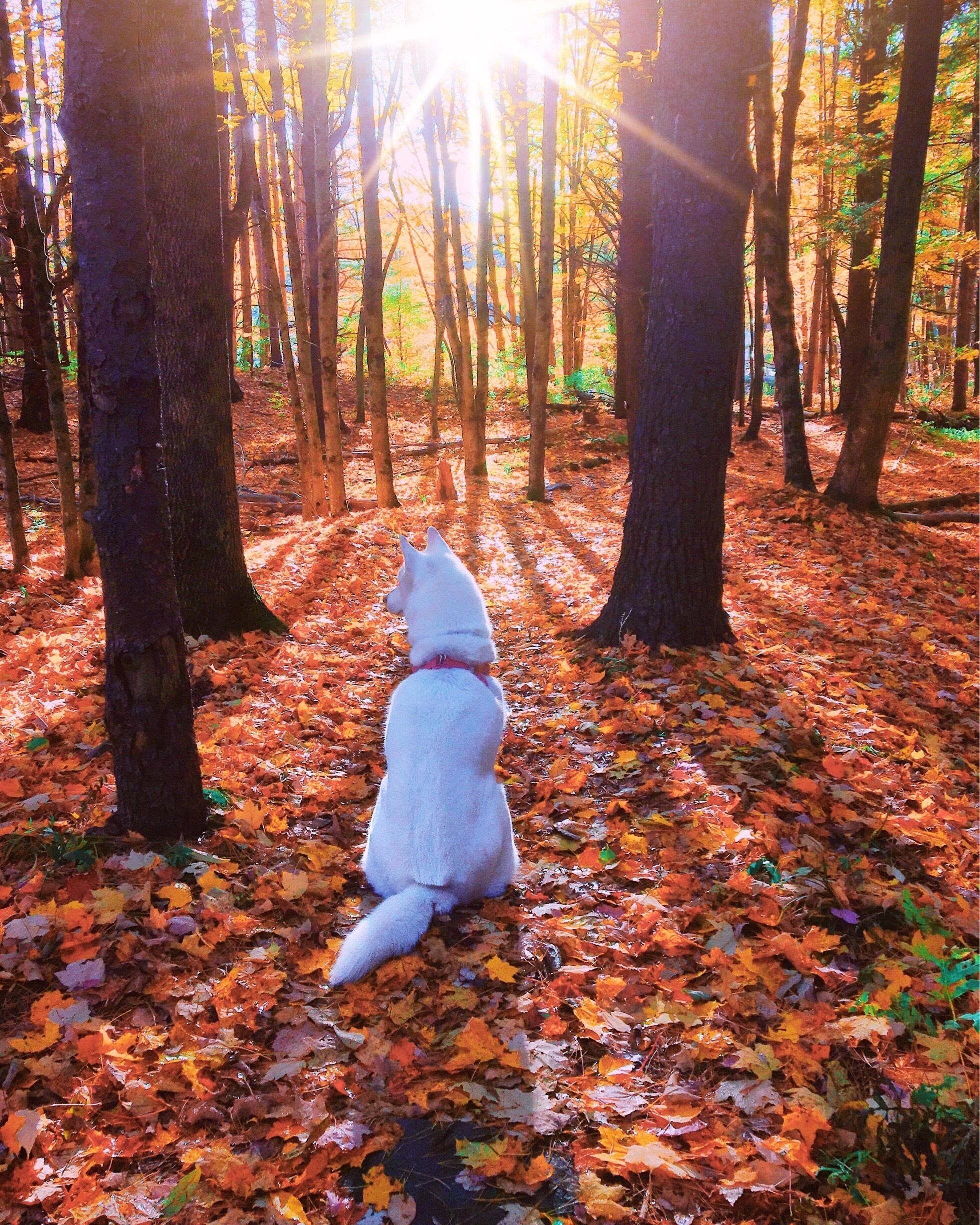 A white dog sitting on a forest floor covered with autumn leaves.