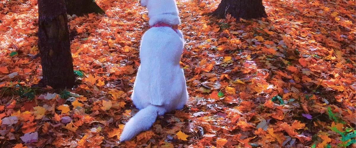 A white dog sitting on a forest floor covered with autumn leaves.