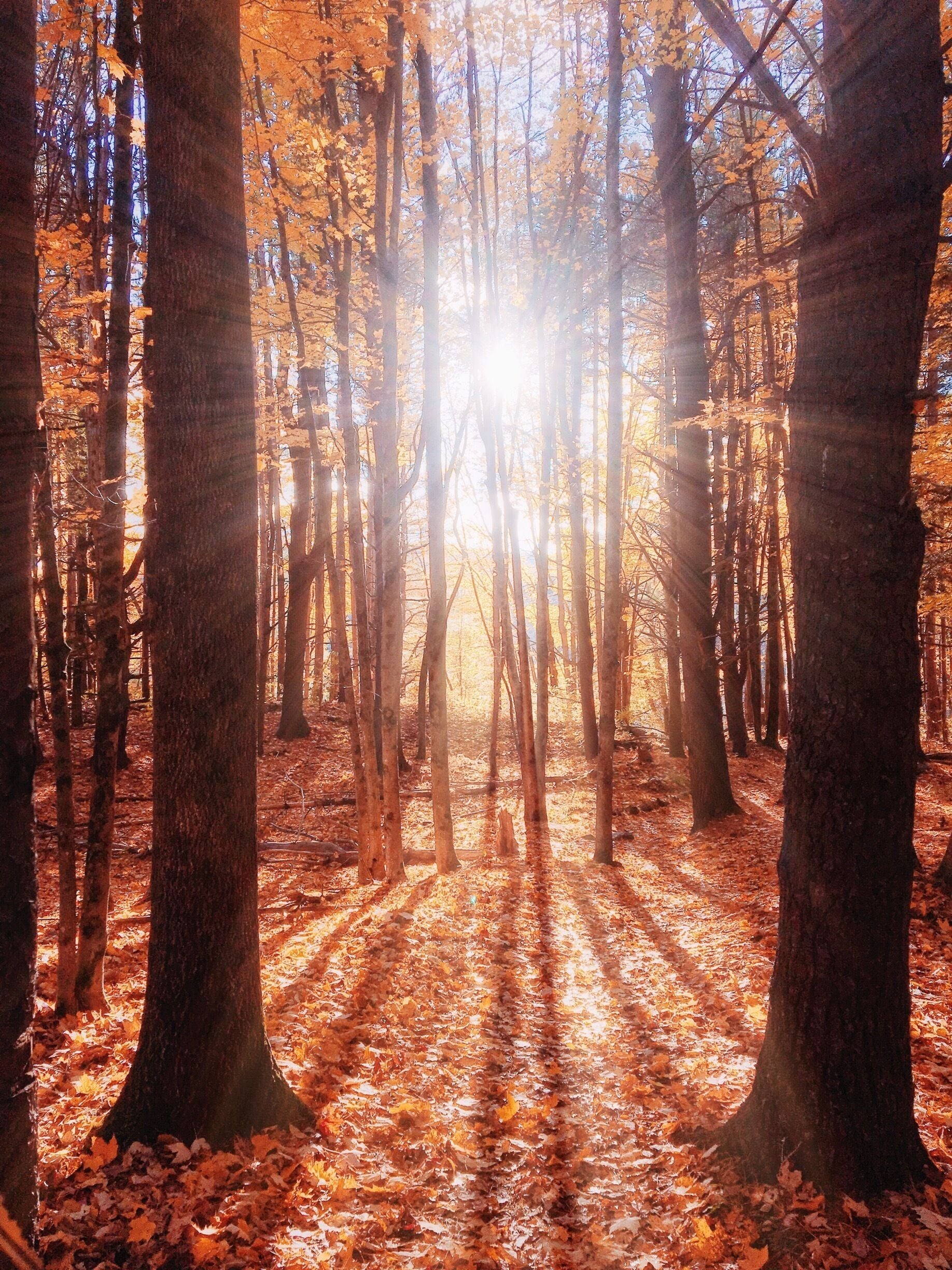 Maple Walk at Sugarbush Farm - Vermont
#autumn #colorful #roadtrip #weekendgetaway #travel #adventure #nature #vacation 
