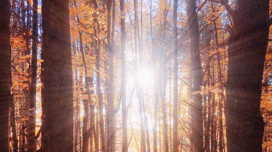 Maple Walk at Sugarbush Farm - Vermont
#autumn #colorful #roadtrip #weekendgetaway #travel #adventure #nature #vacation