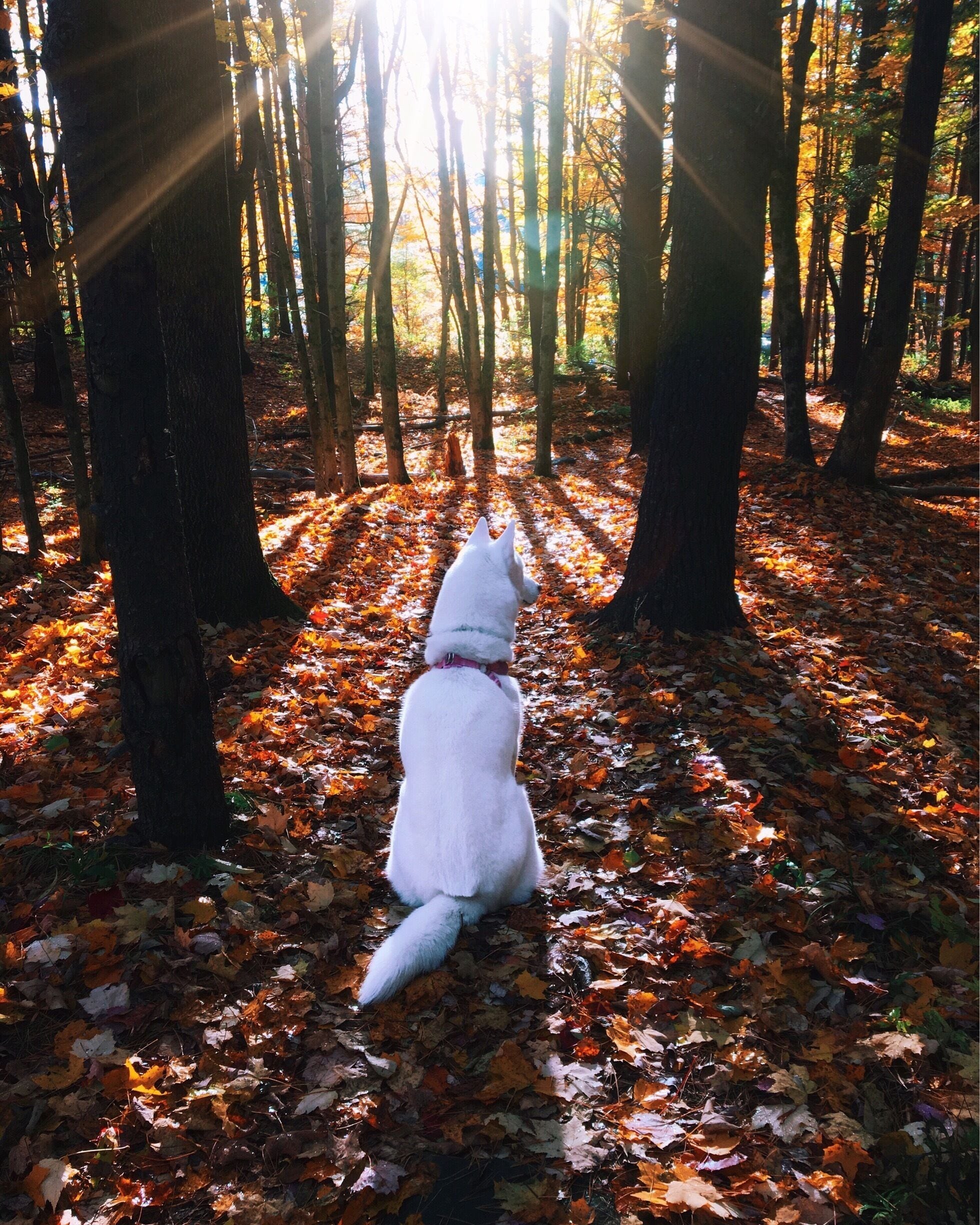 Best place to get their local cheese.. Also simple and easy trails around the farm #autumn  #fall #roadtrip #travel #adventure #colorful  #vermont 