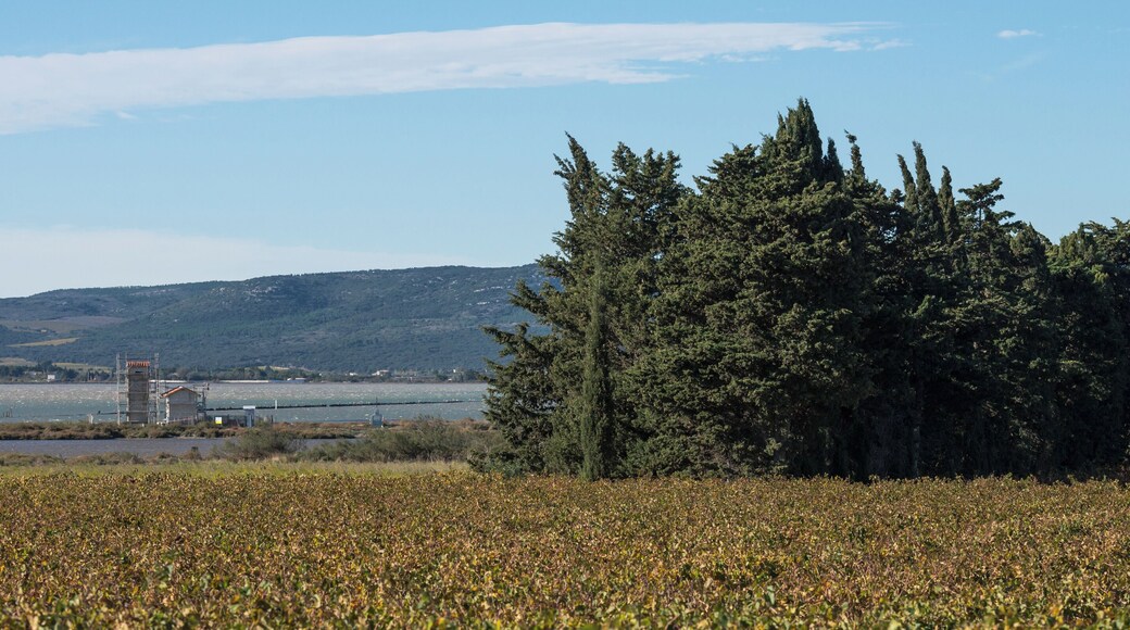 Vineyards and in the backgroud the Étang de Vic and the Mountain of La Gardiole. Villeneuve-lès-Maguelone, Hérault, France.