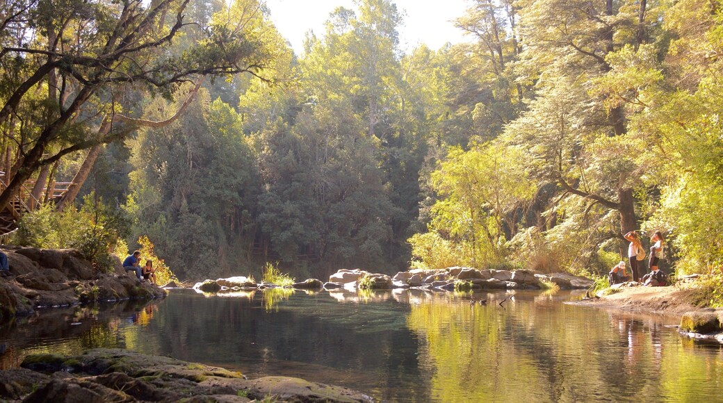 Ojos del Caburga featuring rainforest and a lake or waterhole