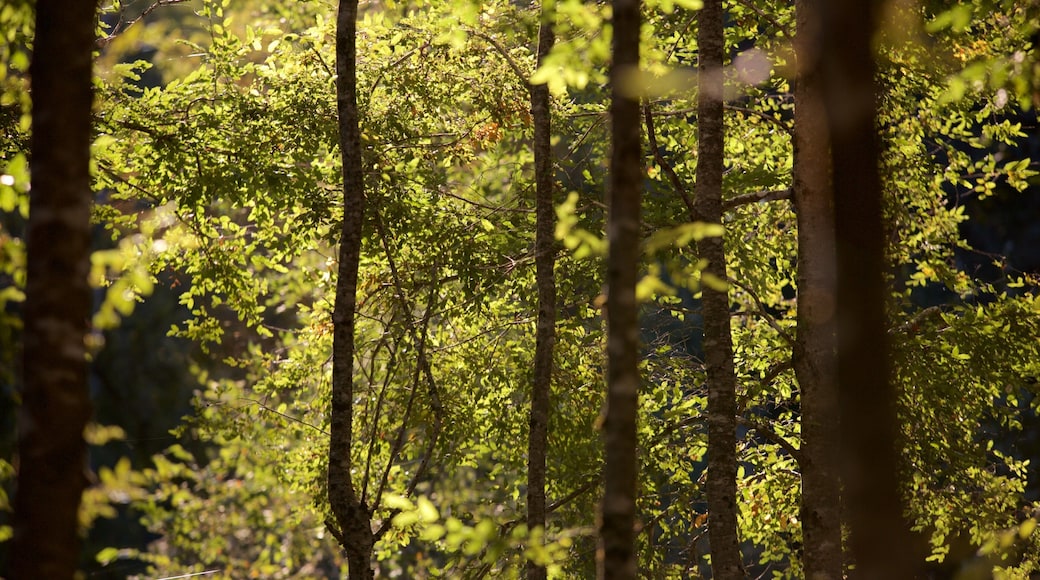 Ojos del Caburga fasiliteter samt regnskog