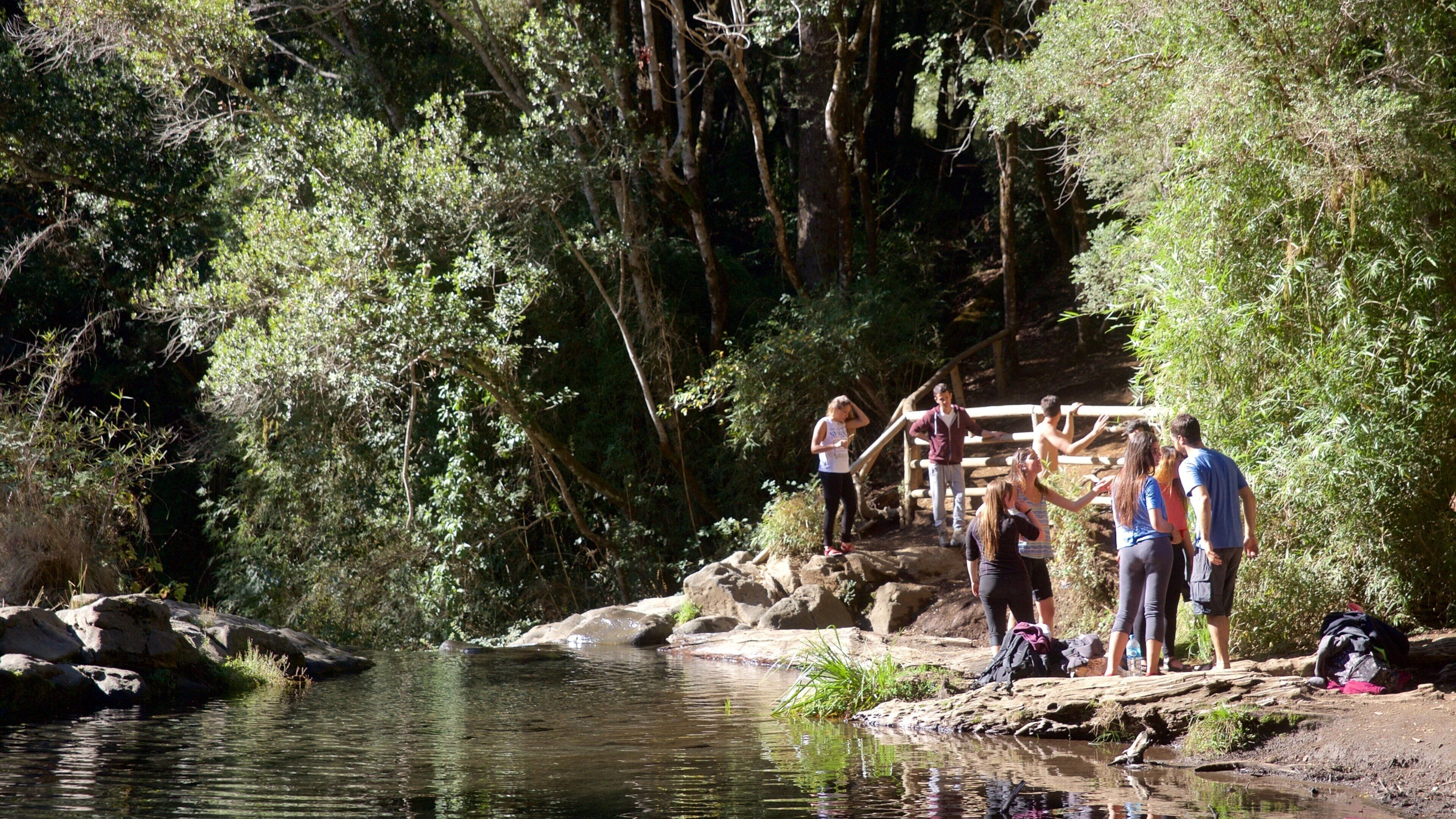 Ojos del Caburga showing rainforest and a lake or waterhole as well as a small group of people