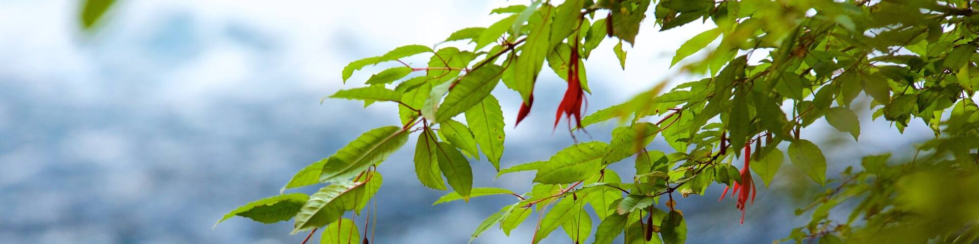 Ojos del Caburga showing flowers