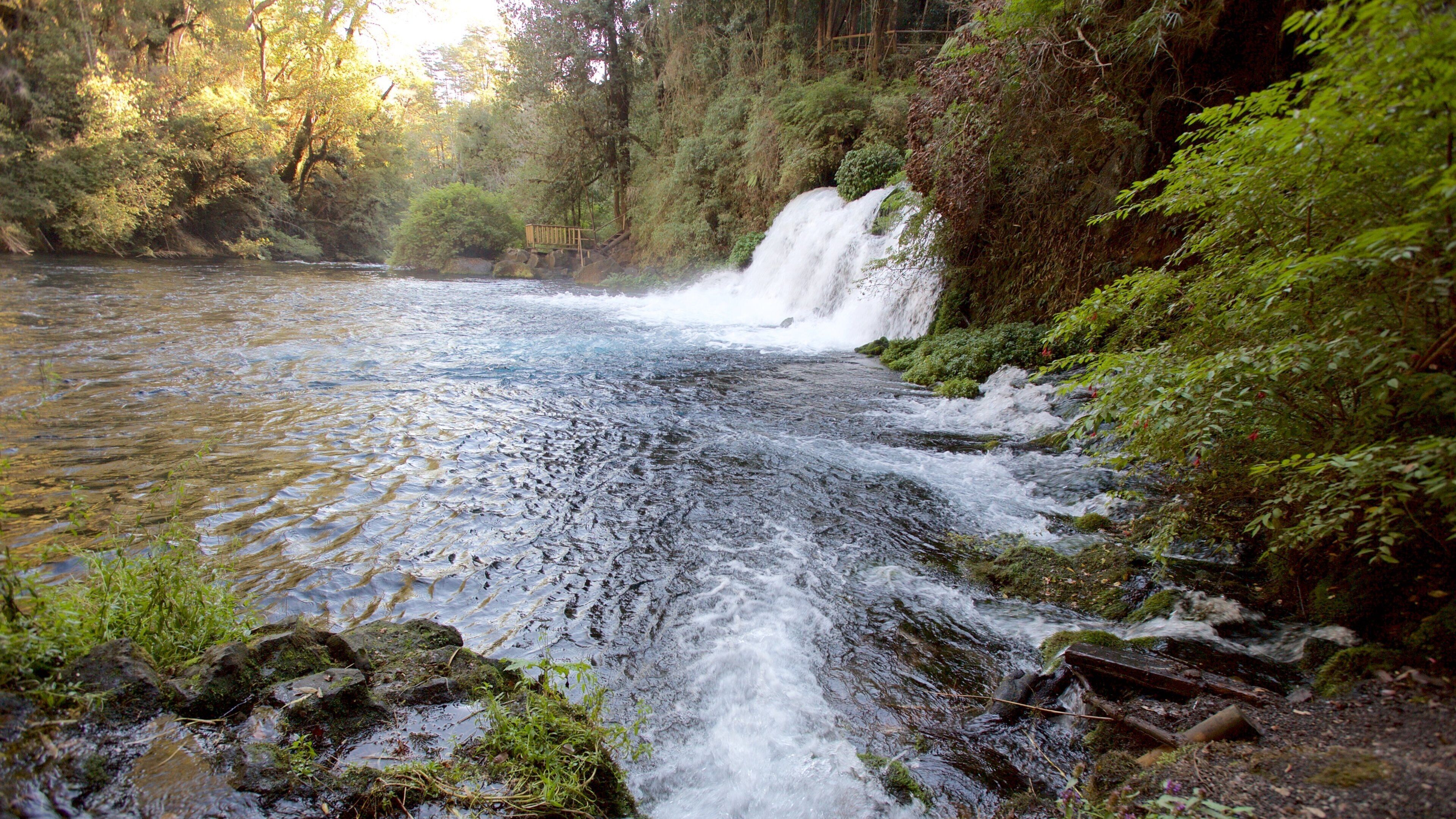 Ojos del Caburga showing a lake or waterhole, rainforest and a waterfall