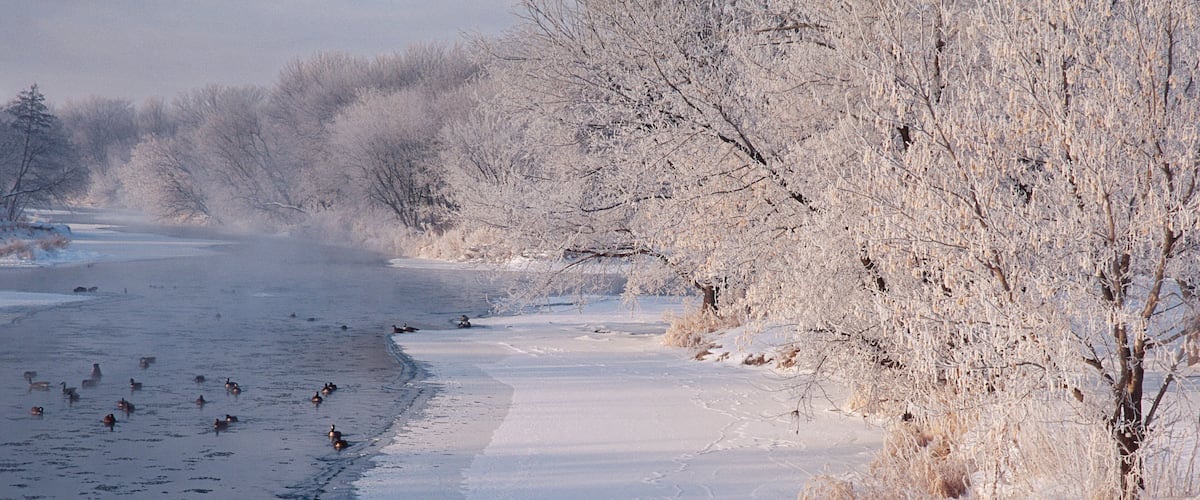 A frozen river with ducks, snow-covered trees, and a clear sky.