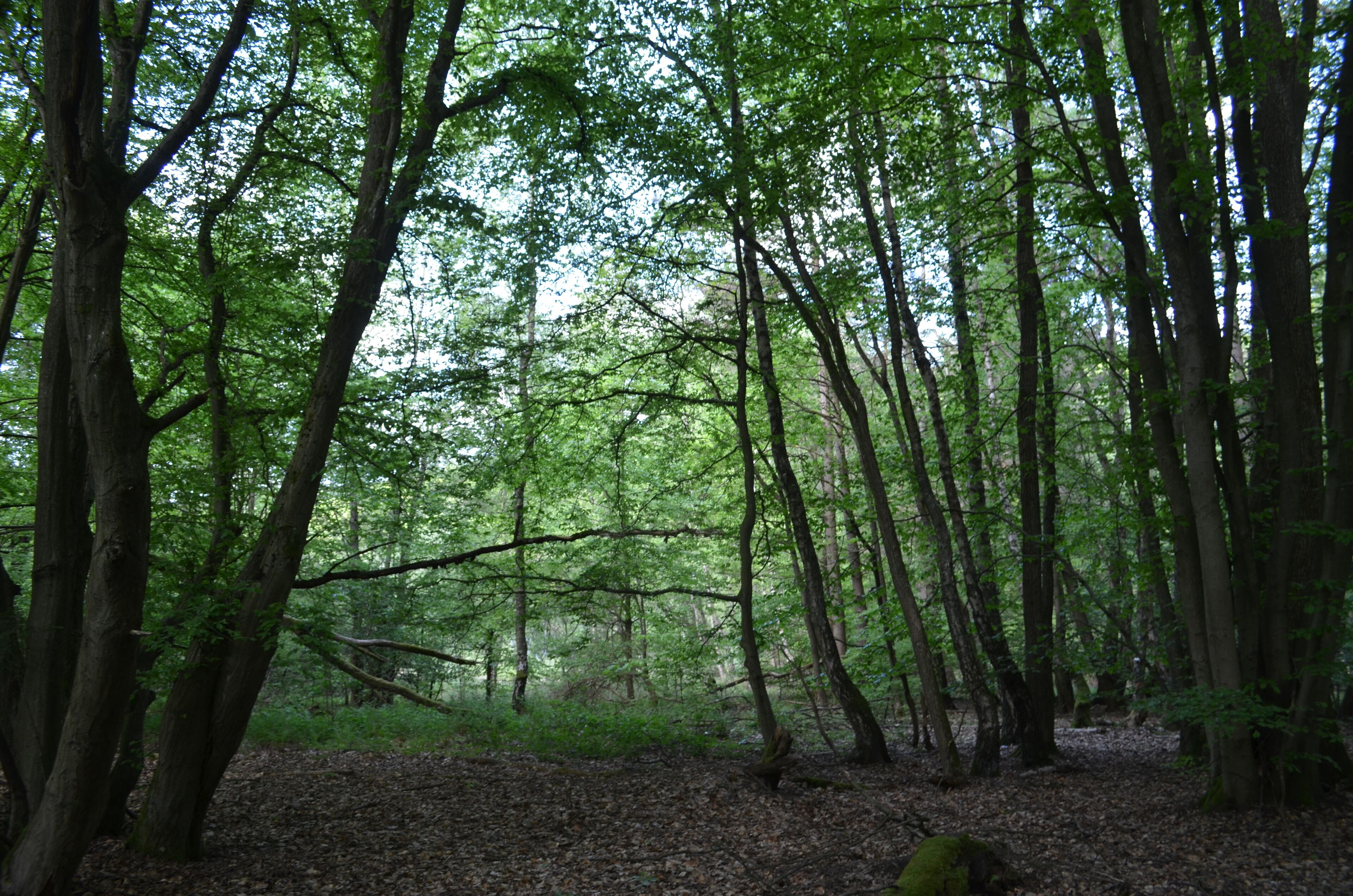 Naturschutzgebiet Oberes Emsbachtal