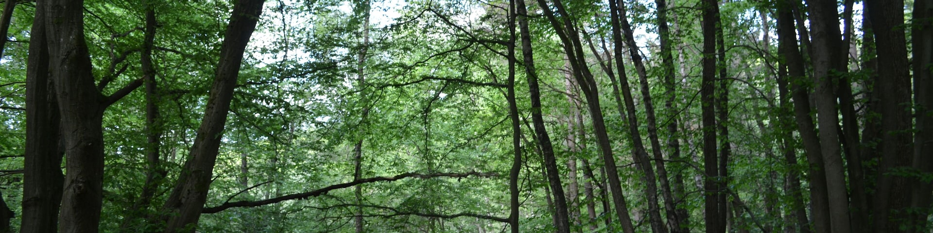Un bosque denso con árboles altos y el suelo cubierto de hojas caídas.