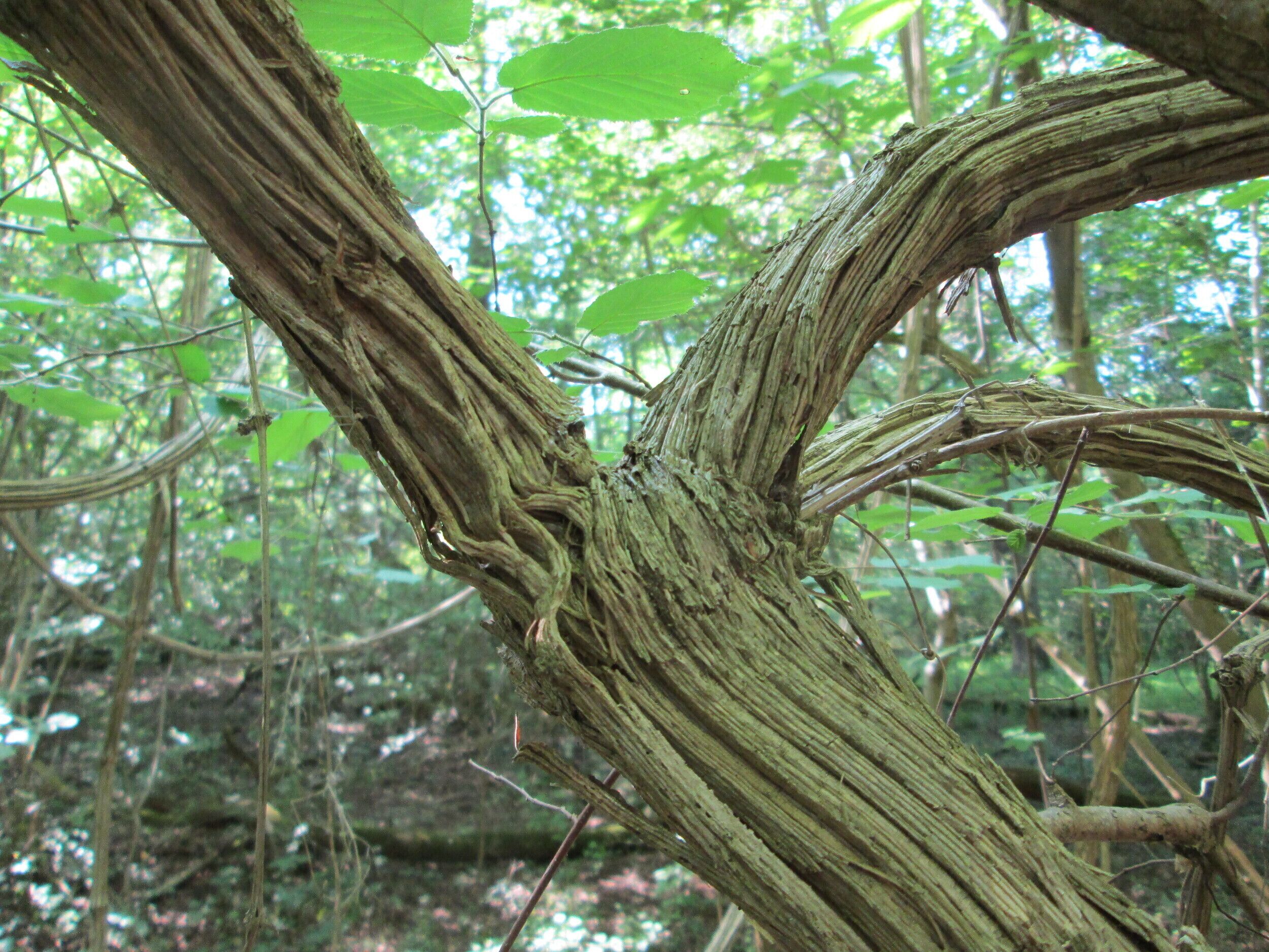 Mächtige "Lianen" der Gewöhnlichen Waldrebe (Clematis vitalba) im Naturschutzgebiet „Ketscher Rheininsel“