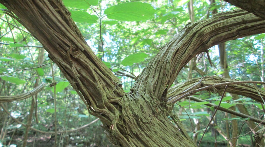 MĂ€chtige "Lianen" der Gewöhnlichen Waldrebe (Clematis vitalba) im Naturschutzgebiet âKetscher Rheininselâ