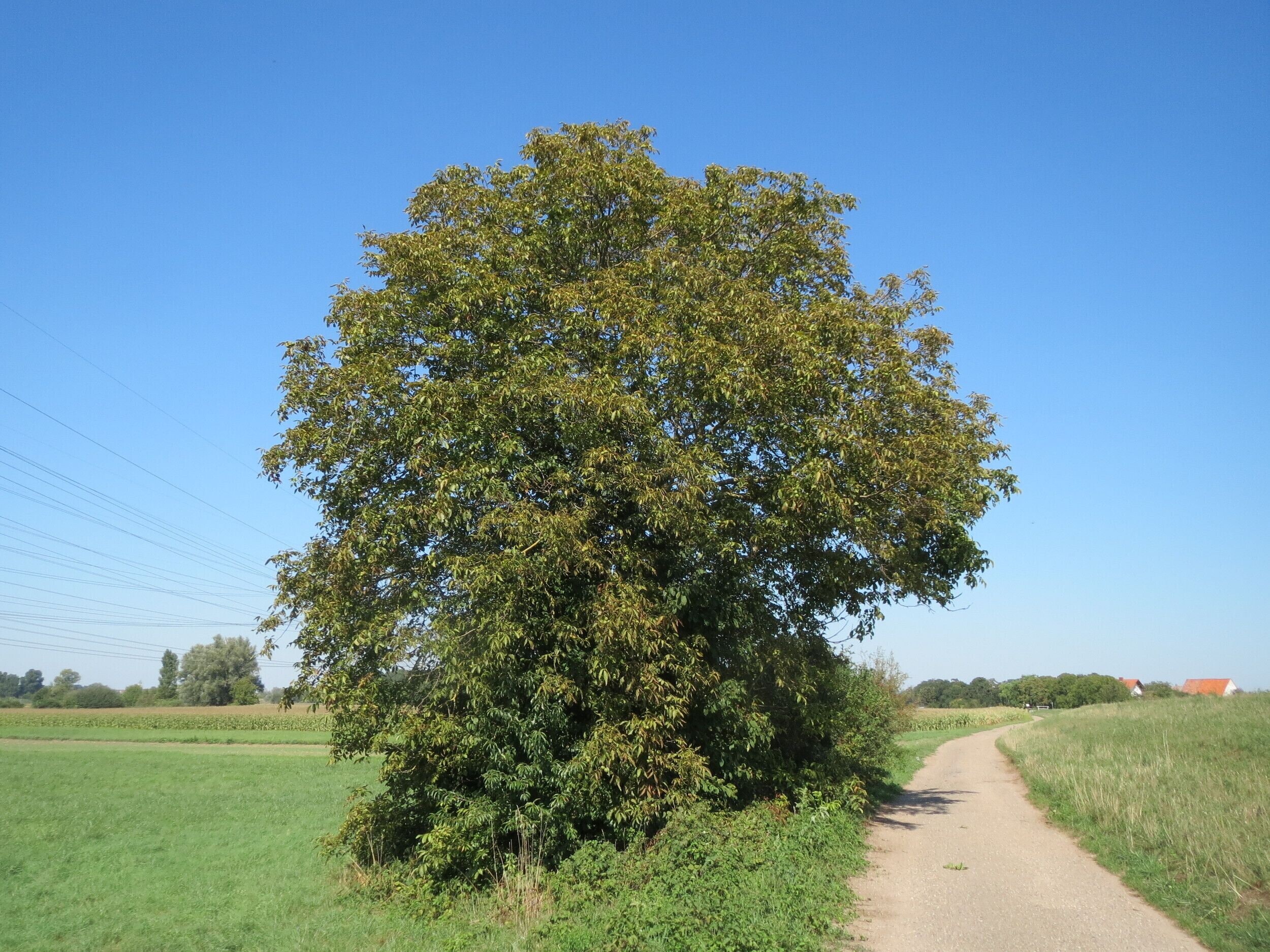 Walnuss (Juglans regia) im Naturschutzgebiet Karl-Ludwig-See