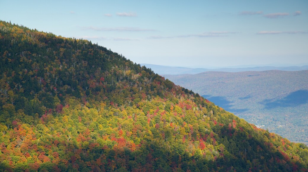 Mount Equinox featuring forests, tranquil scenes and autumn leaves