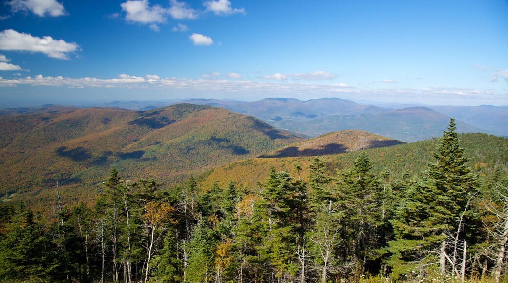 厄奎諾克斯山 设有 森林 和 山