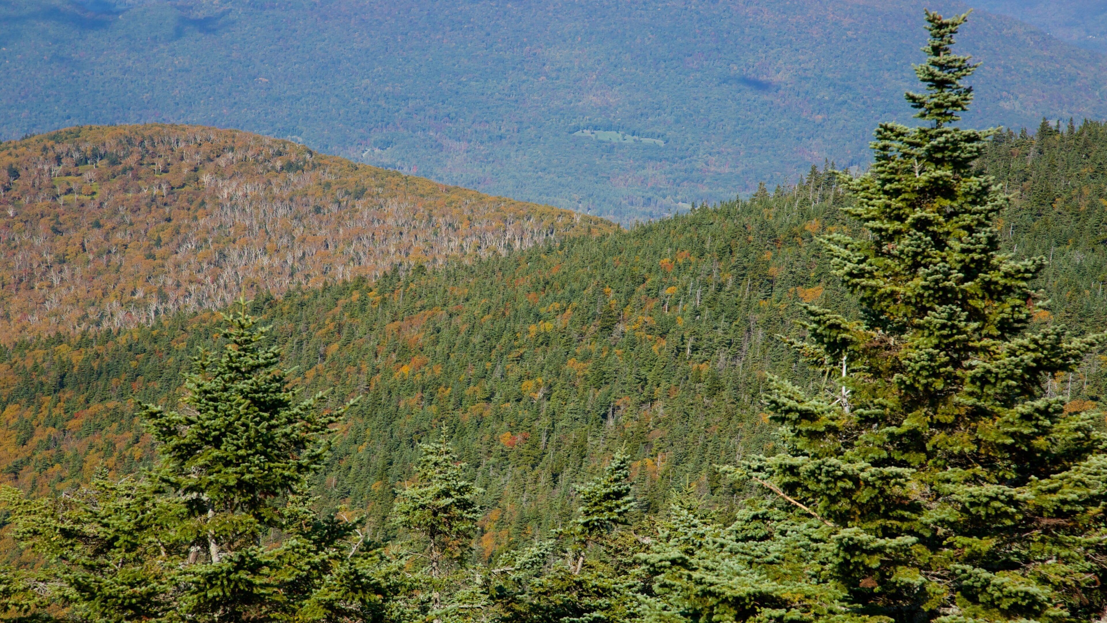 Mount Equinox which includes forest scenes