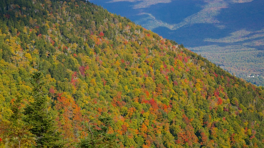 Mount Equinox showing forest scenes, fall colors and tranquil scenes