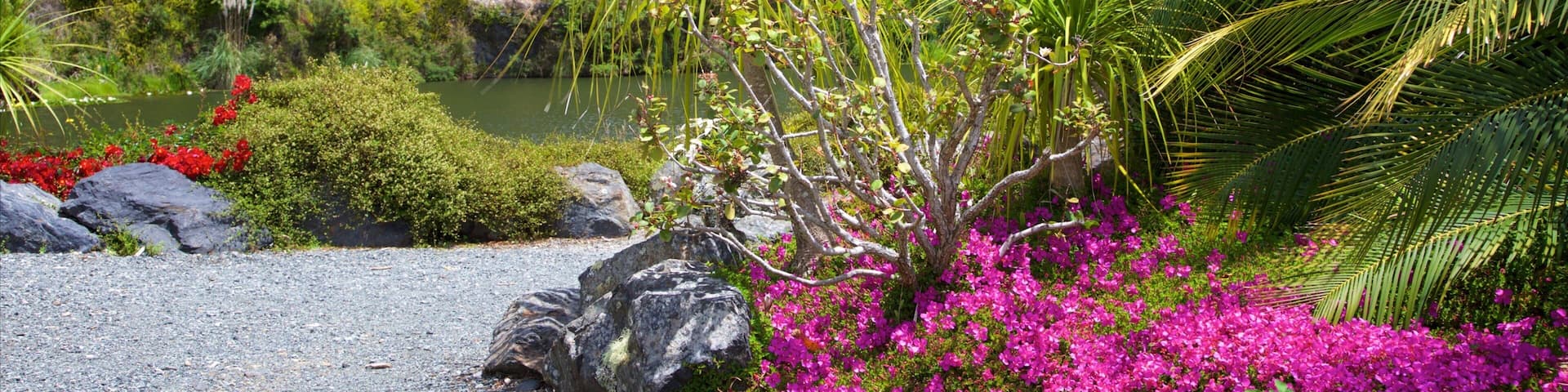 A landscaped garden with a pond, rocks, and various plants including pink bougainvillea and palm trees.