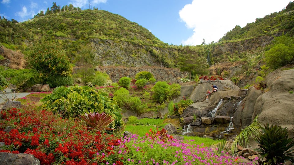 Whangarei Quarry Gardens showing a garden