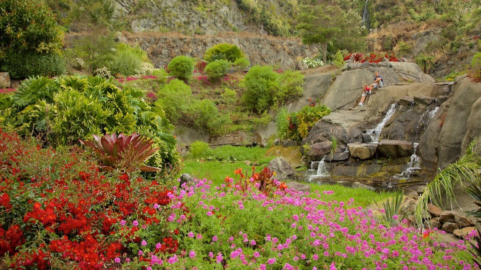 Whangarei Quarry Gardens showing a waterfall and a garden
