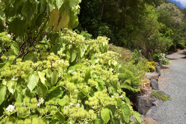 Whangarei Quarry Gardens das einen Garten