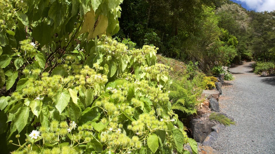 Whangarei Quarry Gardens which includes a garden