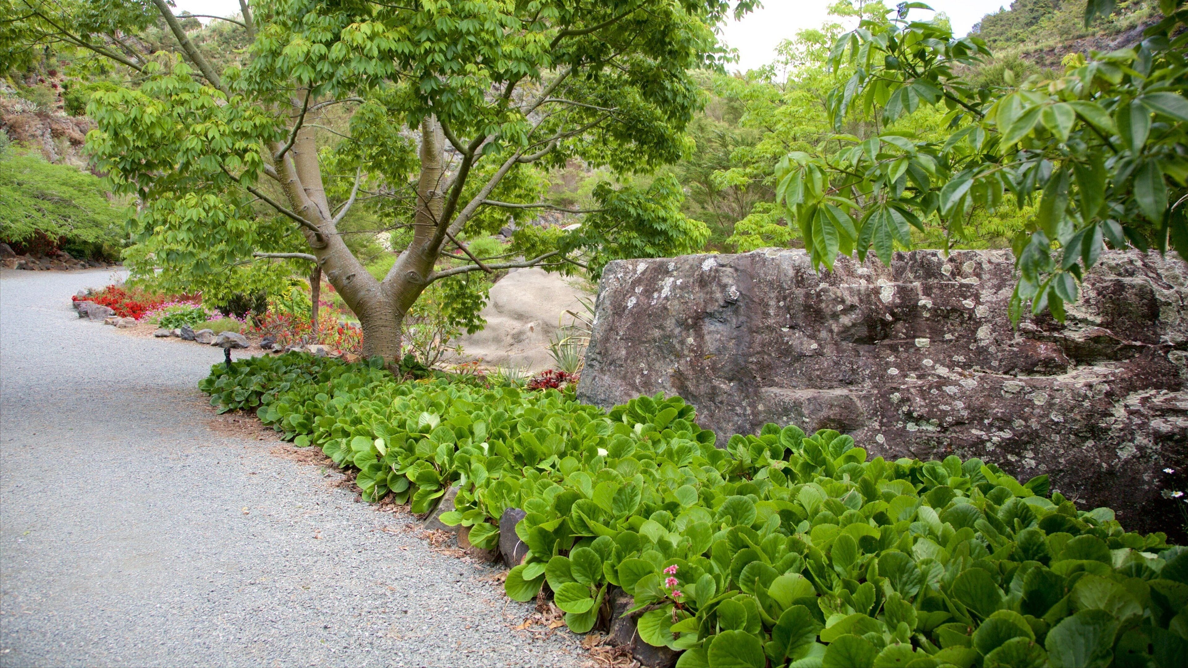 Jardines Whangarei Quarry ofreciendo un parque