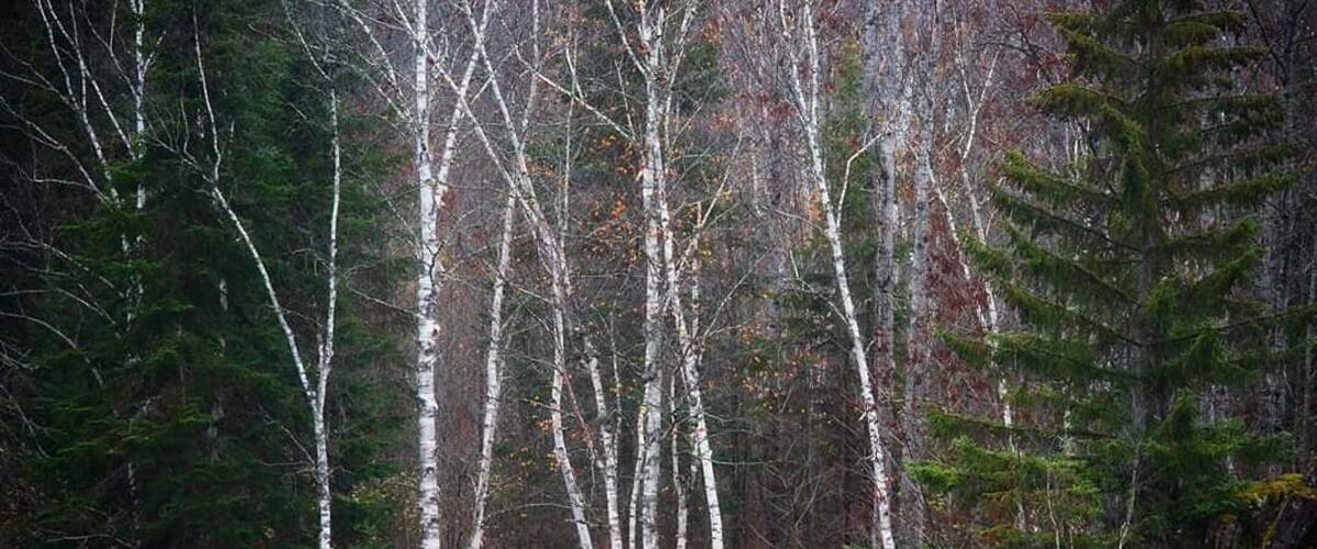At thr bottom of high falls on a foggy fall morning