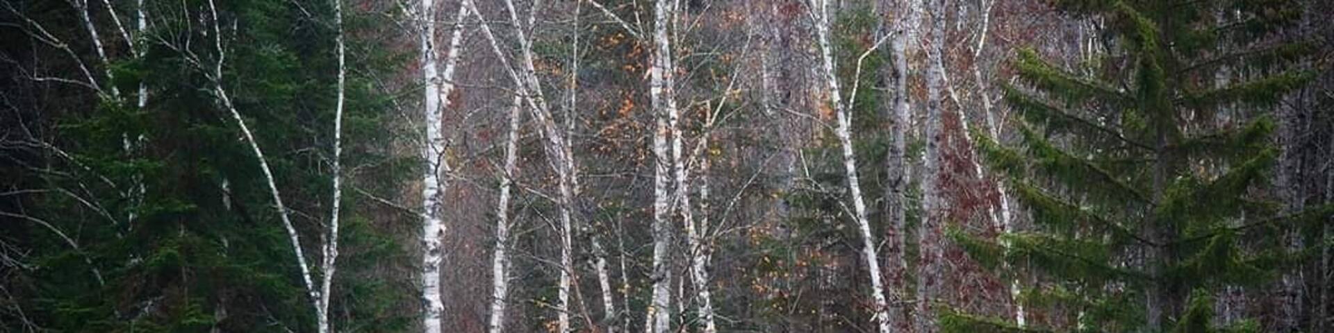 At thr bottom of high falls on a foggy fall morning